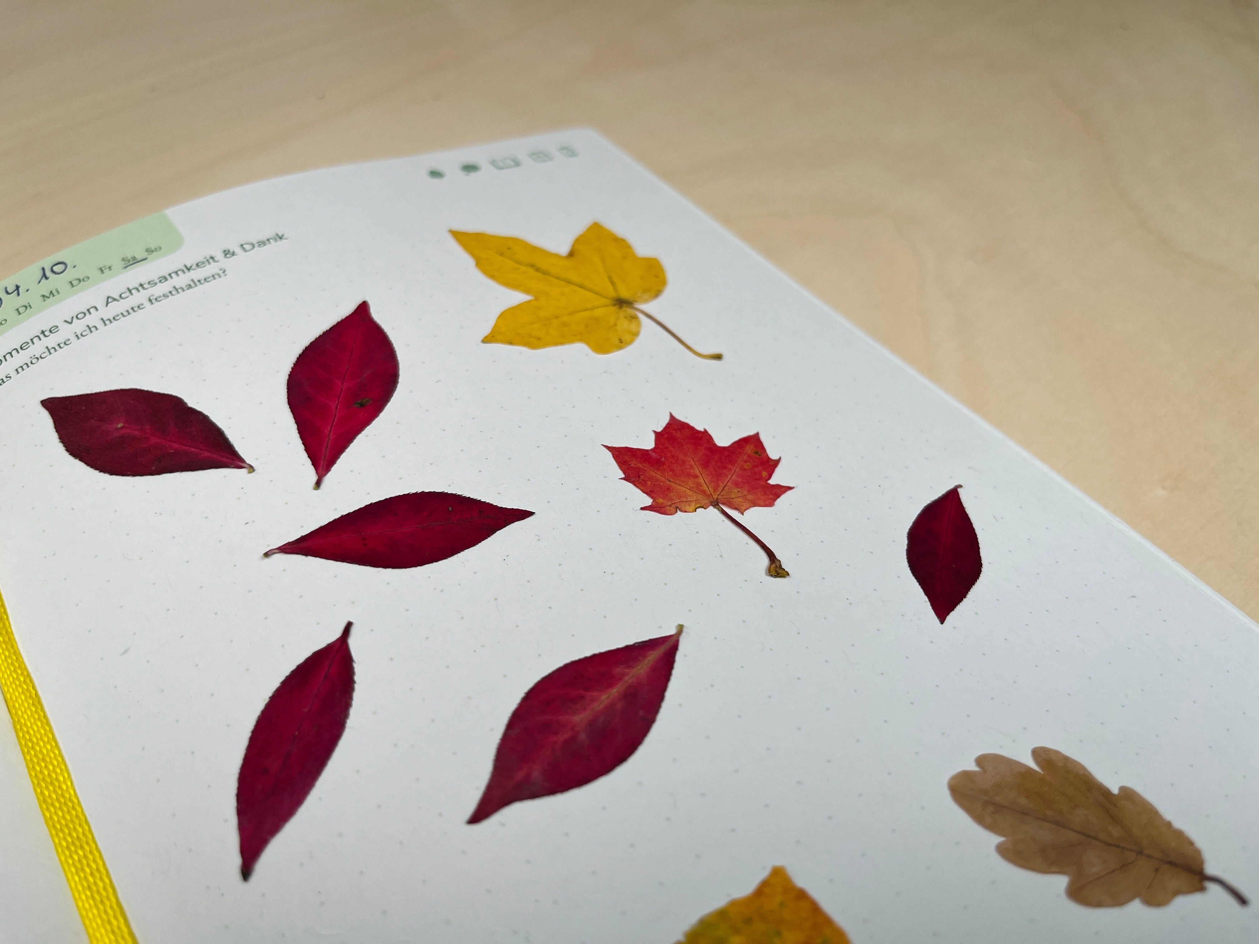 Herbstblaetter-im-Naturfreude-Journal