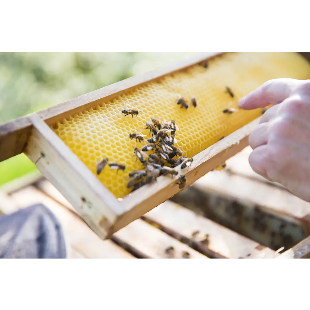 Bio-Bienenwachstücher 3er-Set ’Jungle’