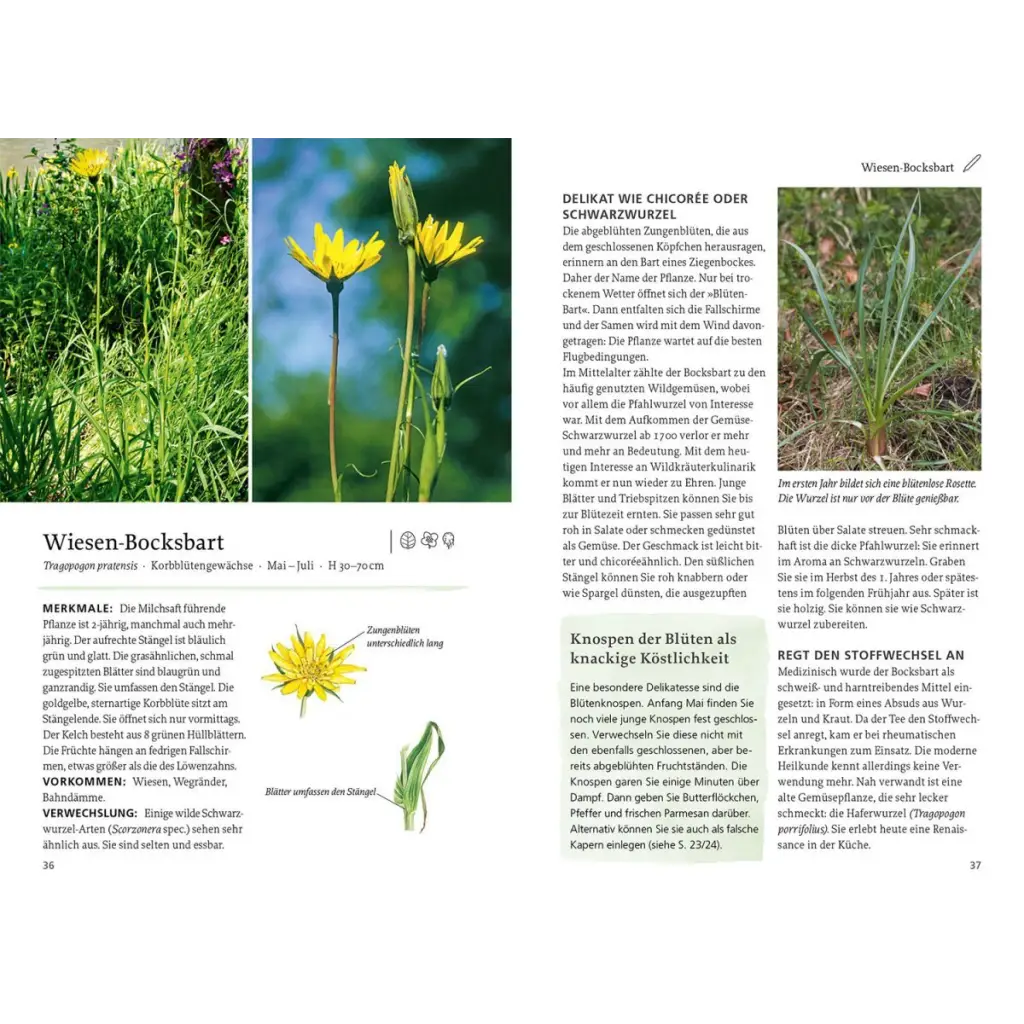 Kosmos ’Unsere essbaren Wildpflanzen’